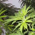 Remedii pentru plante pentru dăunători de canabis - cultivarea canabisului, a marijuanei, a canabisului în aer liber