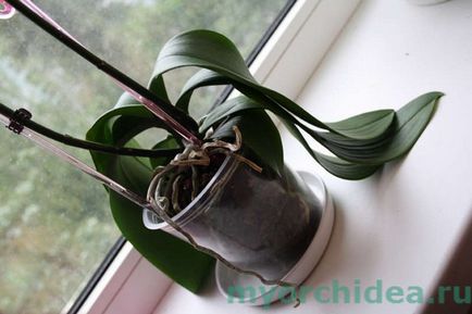 Реанімація орхідеї без коренів в домашніх умовах