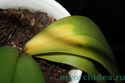 Реанімація орхідеї без коренів в домашніх умовах