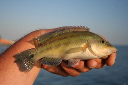 Fish jaltai mit shkara mint akkor kapnak egy nedves újságot, és hogyan kell enni cápa