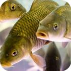 Fishing on fiatal Ural - halászatról Oroszország és a világ (ponty horgászat, a Dél-Urál) Horgászat a fiatal Ural - halászatról Oroszország és az egész világon