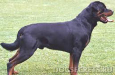 Rottweiler - câine de pază, descriere și caracter