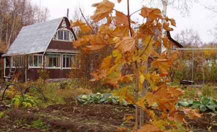 Grădină și grădină de legume în toamnă, ce funcționează pentru a fi efectuate pe site-ul