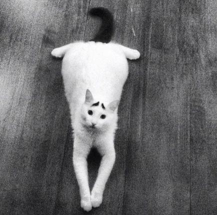 Cea mai emoționată pisică din lume de browstock (30 fotografii)
