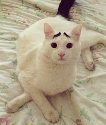 Cea mai emoționată pisică din lume de browstock (30 fotografii)