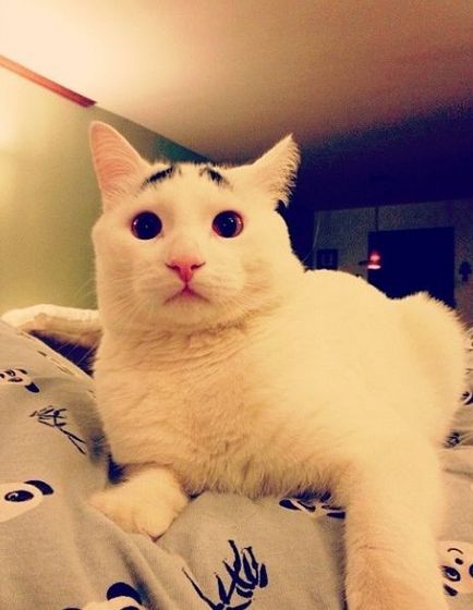 Найемоційніший кіт у світі бровастік (30 фото)