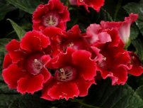 Secretele de creștere a gloxiniei, a florilor din casă (gospodărie)