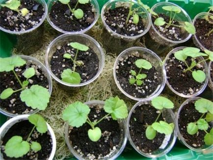 Секрети вирощування пеларгонії з насіння (фото) вирощуємо герань на підвіконні