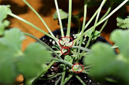 A titkok növekvő magokból Pelargonium (fotó) nőnek muskátlik az ablakpárkányon