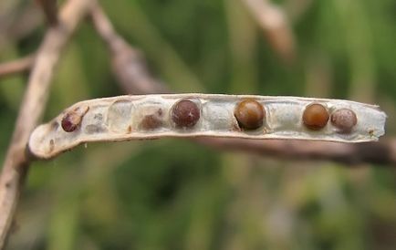 Semințele de muștar sunt bune și dăunătoare organismului, ceea ce au nevoie, cum arată ele