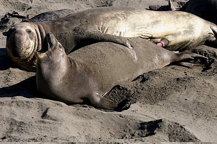 Elephant din Marea Nordului