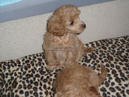 Descrierea Poodle puppies, fotografii și preț