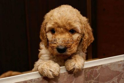 Descrierea Poodle puppies, fotografii și preț