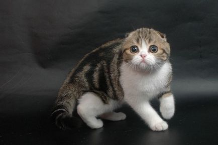 Scottish Fold - descrierea rasei, natură și îngrijire, fotografie, recenzii, culoare