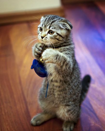 Scottish Fold - descrierea rasei, natură și îngrijire, fotografie, recenzii, culoare