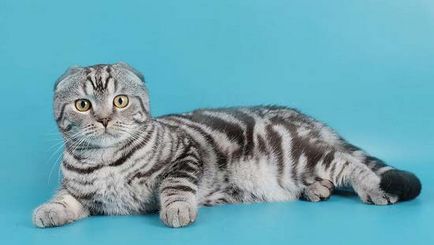 Scottish Fold - descrierea rasei, natură și îngrijire, fotografie, recenzii, culoare