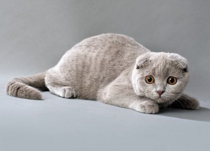 Шотландська висловуха кішка - опис породи, характер і догляд, фото, відгуки, окрас