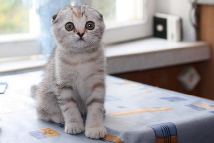 Scottish Fold - descrierea rasei, natură și îngrijire, fotografie, recenzii, culoare