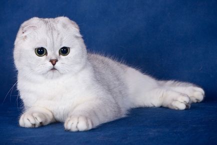 Scottish Fold - descrierea rasei, natură și îngrijire, fotografie, recenzii, culoare