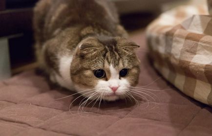 Scottish Fold - fajta leírása, jellege és gondozás, fotók, vélemények, színes