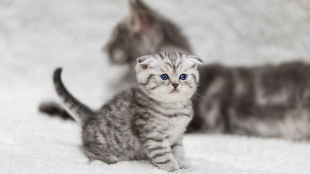 Scottish Fold - descrierea rasei, natură și îngrijire, fotografie, recenzii, culoare