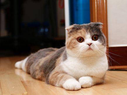 Scottish Fold - descrierea rasei, natură și îngrijire, fotografie, recenzii, culoare