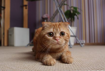 Scottish Fold - descrierea rasei, natură și îngrijire, fotografie, recenzii, culoare