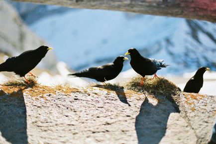 Elveția de alfalfa și Pilatus de munte - simplu dincolo