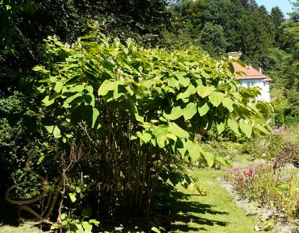 Szibériai bambusz (reynoutriya Szahalin, keserűfű, Reynoutria sachalinensis) Zöld hírek (tavak) Szibériai bambusz (reynoutriya Szahalin, keserűfű, Reynoutria sachalinensis) zöld hírek