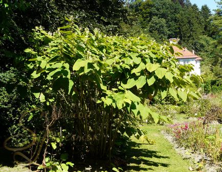 Bambus din Siberia (Reynaudia Sakhalin, polygonum, reynoutria sachalinensis) știri verzi