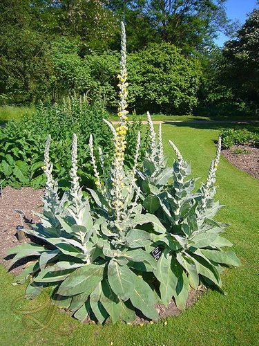 Сибірський бамбук (рейноутрія сахалінська, polygonum, reynoutria sachalinensis) зелені новини