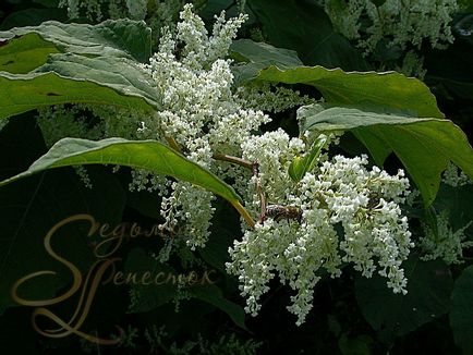 Сибірський бамбук (рейноутрія сахалінська, polygonum, reynoutria sachalinensis) зелені новини