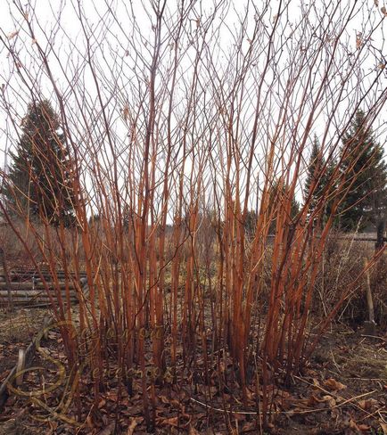 Сибірський бамбук (рейноутрія сахалінська, polygonum, reynoutria sachalinensis) зелені новини