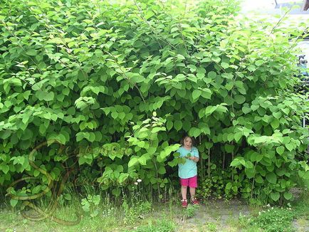 Сибірський бамбук (рейноутрія сахалінська, polygonum, reynoutria sachalinensis) зелені новини