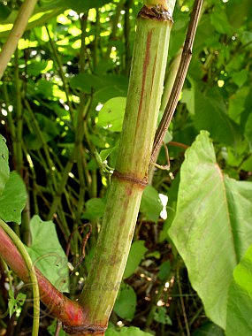 Сибірський бамбук (рейноутрія сахалінська, polygonum, reynoutria sachalinensis) зелені новини