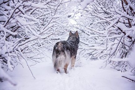 O poveste fantastică a unui câine și a unei fete care s-au salvat reciproc 1