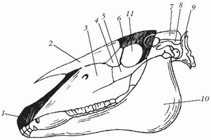 Scheletul structurii calului, capului, coloanei vertebrale, toracelui, pelvisului, descriere