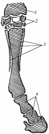 Scheletul structurii calului, capului, coloanei vertebrale, toracelui, pelvisului, descriere