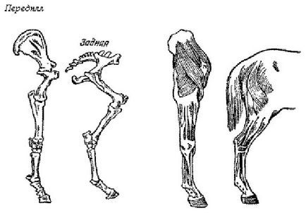Scheletul structurii calului, capului, coloanei vertebrale, toracelui, pelvisului, descriere