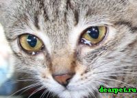 Сльозяться очі у кішки, що робити, пристрій слезовой системи кішки, захворювання слізної системи
