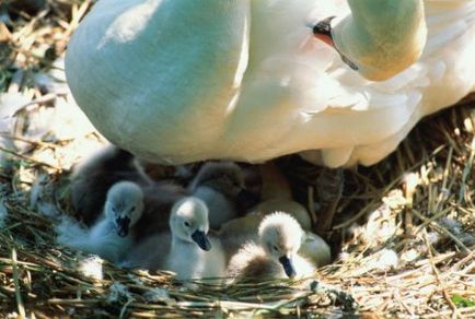 Зміст білих лебедів шипунів - інтернет-додаток журналу - байанай