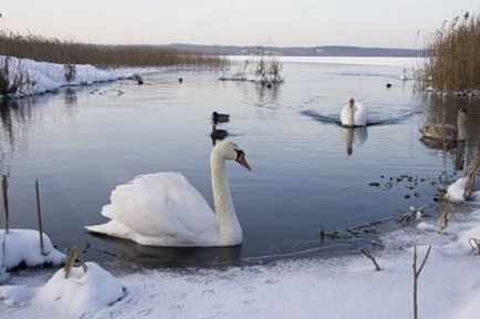 Зміст білих лебедів шипунів - інтернет-додаток журналу - байанай