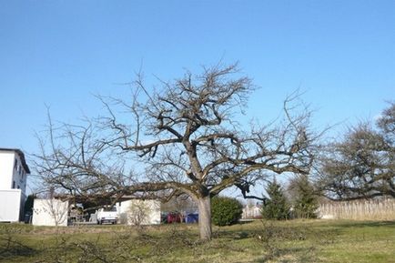 Sfaturi pentru tăierea pomilor fructiferi vechi