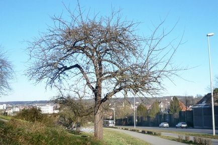 Sfaturi pentru tăierea pomilor fructiferi vechi