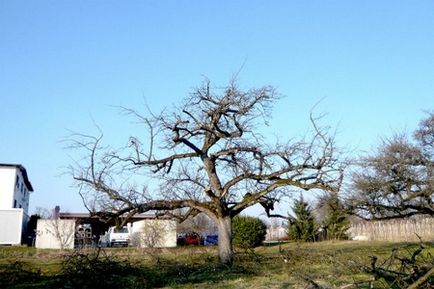 Поради по обрізці старих плодових дерев