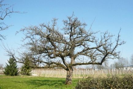 Sfaturi pentru tăierea pomilor fructiferi vechi