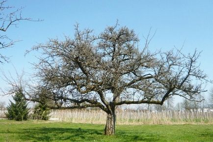 Поради по обрізці старих плодових дерев