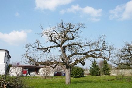 Поради по обрізці старих плодових дерев