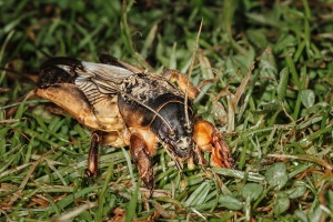 Mijloace de luptă împotriva ursului