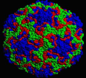 Momentul de tratament al orgi în caz de infecție cu adenovirus, rinovirus